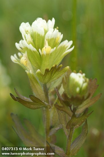 Salt-marsh Paintbrush bracts & blossoms detail