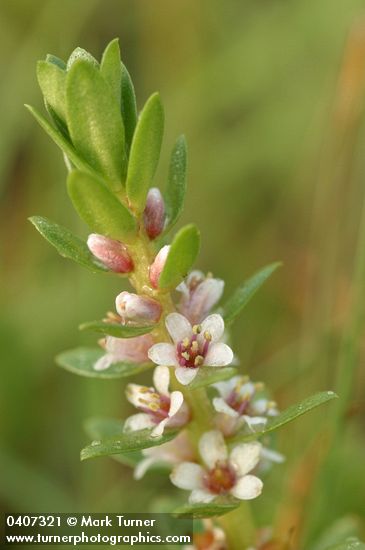 Sea Milkwort blossoms & foliage detail