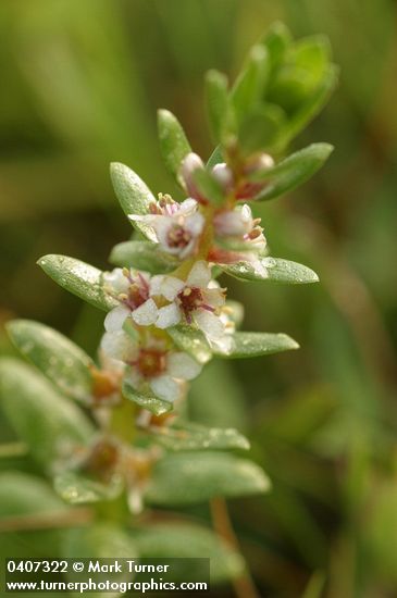 Sea Milkwort blossoms & foliage detail