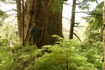 John Rybczyk at base of old-growth Western Red Cedar trunk w/ Western Hemlock foliage fgnd