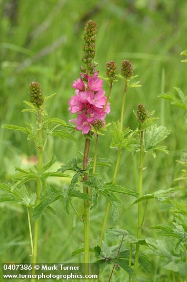 Henderson's Checker Mallow