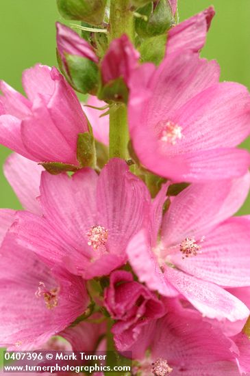 Henderson's Checker Mallow blossoms detail