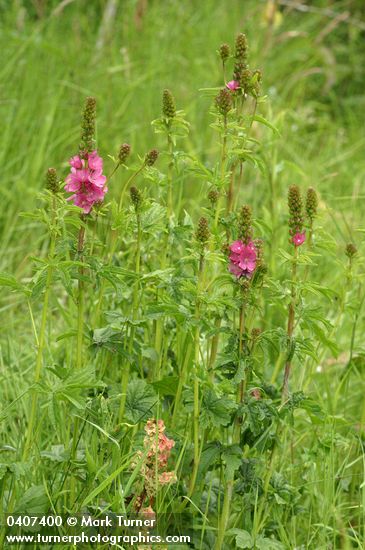 Henderson's Checker Mallow