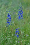 Nuttall's Larkspur