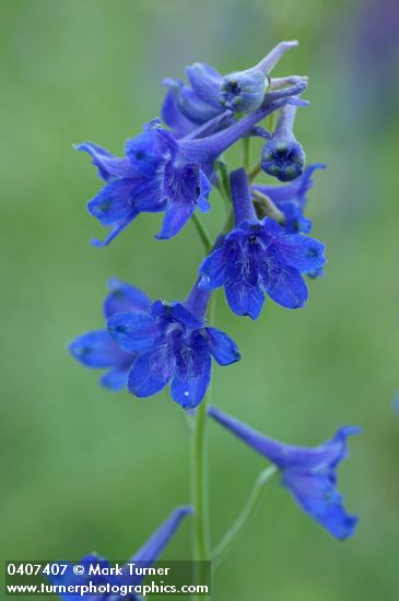 Nuttall's Larkspur blossoms detail