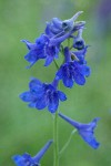 Nuttall's Larkspur blossoms detail