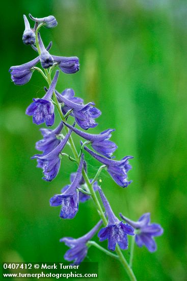 Nuttall's Larkspur blossoms
