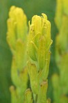 Golden Paintbrush bracts & blossoms detail