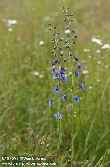 Nuttall's Larkspur in meadow, morning
