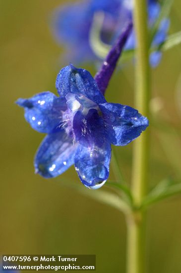 Nuttall's Larkspur blossom detail w/ morning dew