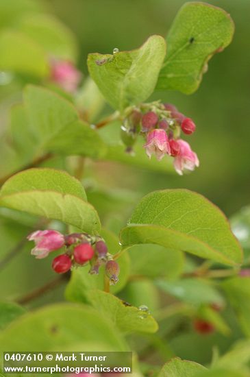 Common Snowberry blossoms & foliage detail w/ morning dew