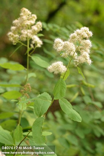 Pyramid Spiraea