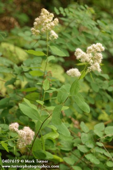 Pyramid Spiraea