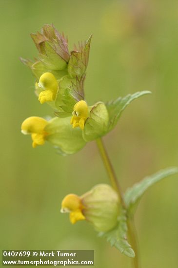 Yellow Rattle