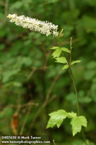 Tall Bugbane