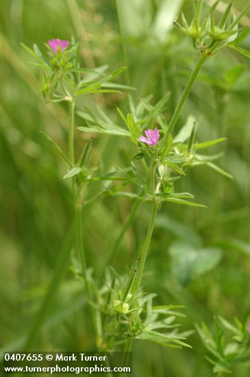 Cut-leaved Geranium