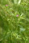 Cut-leaved Geranium