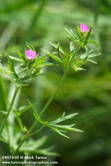 Cut-leaved Geranium