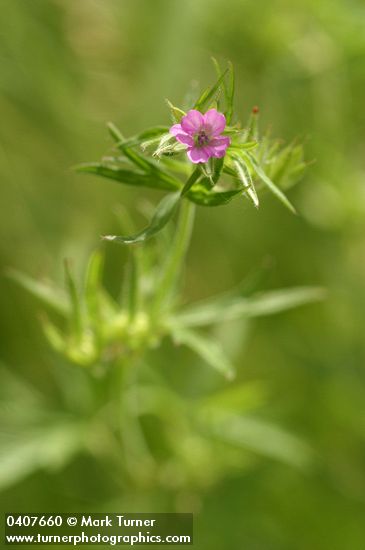 Cut-leaved Geranium