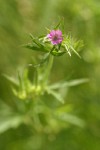 Cut-leaved Geranium