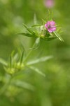 Cut-leaved Geranium