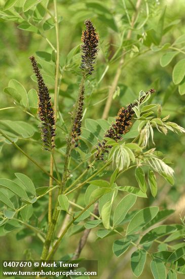 Western False Indigo