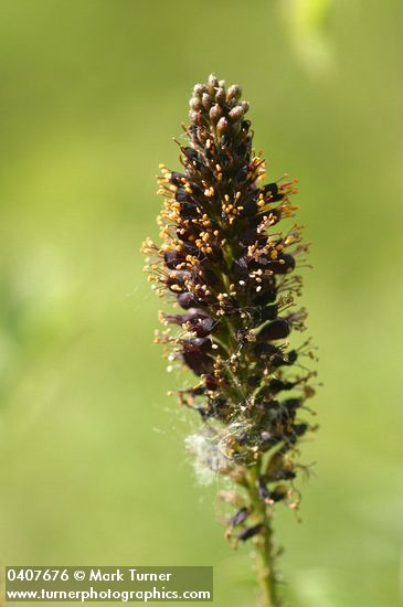 Western False Indigo blossoms detail