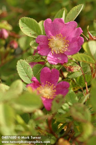 Clustered Wild Rose blossoms & foliage