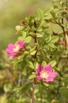 Clustered Wild Rose