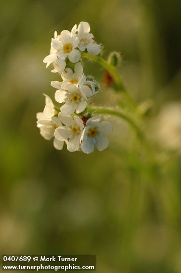 Fragrant Popcorn Flower blossoms