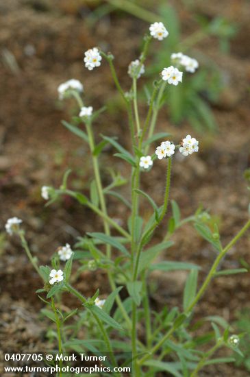 Fragrant Popcorn Flowers