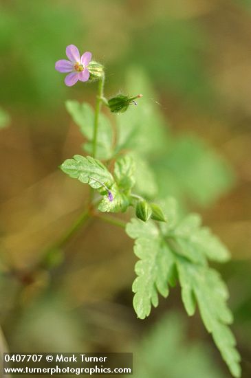 Herb Robert
