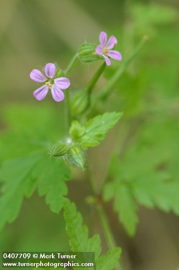 Herb Robert