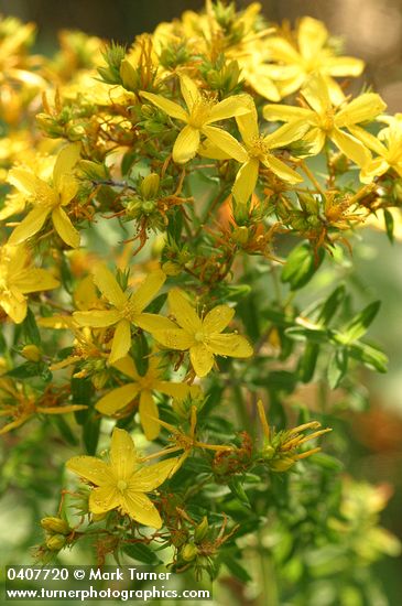 Common St. John's Wort