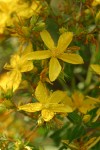 Common St. John's Wort blossoms detail