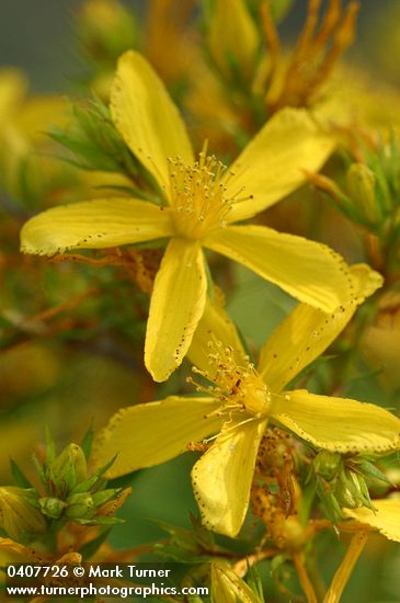 Common St. John's Wort blossoms detail