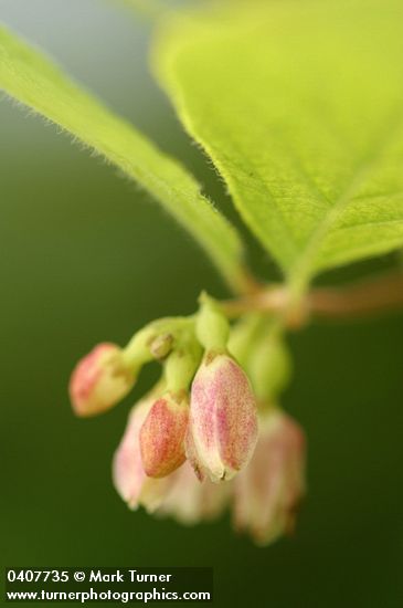 Creeping Snowberry blossoms detail