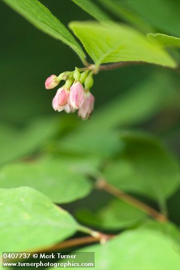 Creeping Snowberry blossoms & foliage