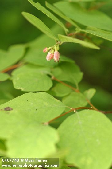 Creeping Snowberry blossoms & foliage