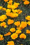 California Poppies