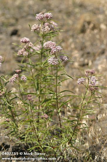 Narrow-leaved Milkweed