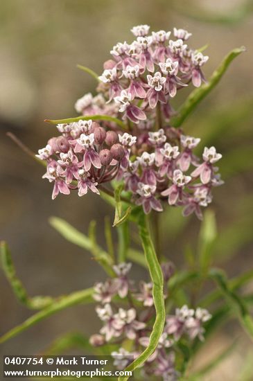 Narrow-leaved Milkweed blossoms & foliage