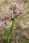 Narrow-leaved Milkweed blossoms & foliage