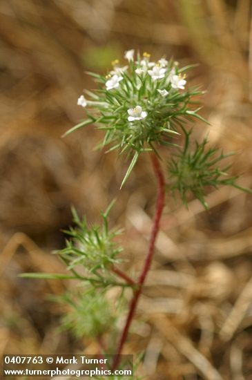 Needle-leaved Navarretia