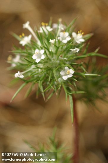 Needle-leaved Navarretia