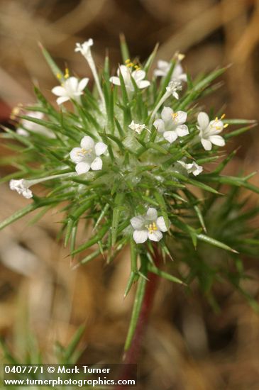 Needle-leaved Navarretia