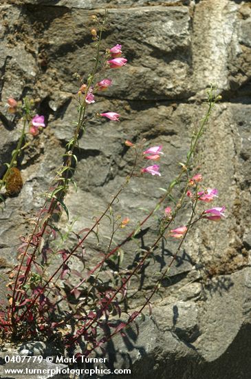 Richardson's Penstemon on basalt cliff