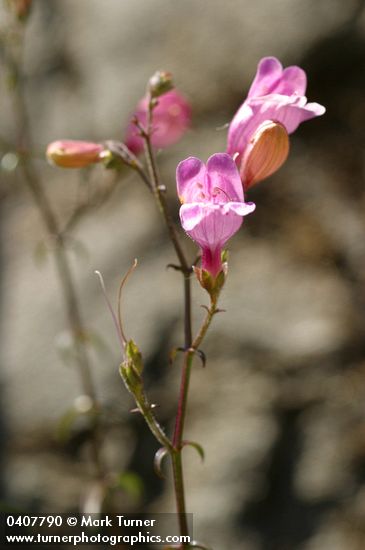 Richardson's Penstemon blossoms
