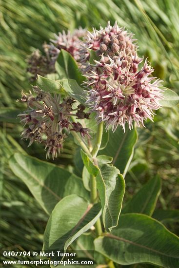 Showy Milkweed
