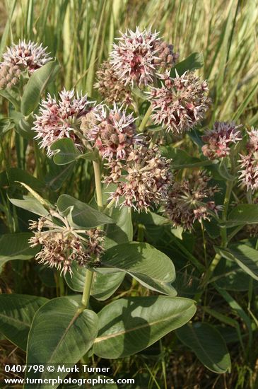 Showy Milkweed